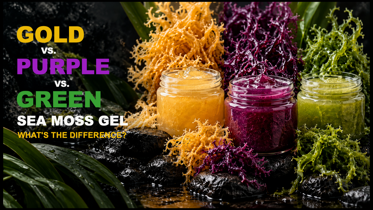 Gold vs. Purple vs. Green Sea Moss: Which One Is Best for You?